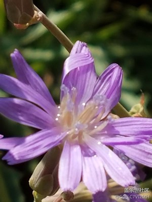 雨后苦菜花