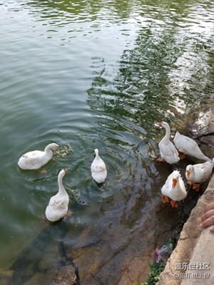 鵝鵝鵝