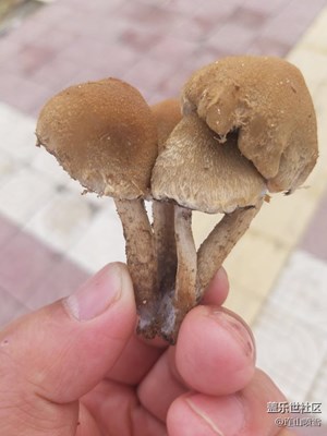 這種蘑菇有毒嗎