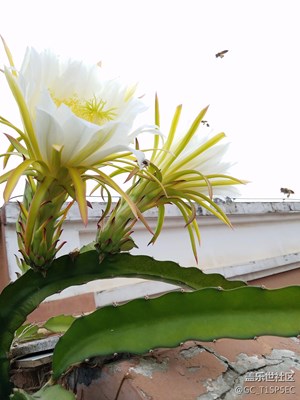 這么早蜜蜂就忙過端午節(jié)。