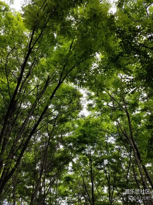 養(yǎng)眼的綠色!