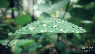 雨后-與葉相遇  s7edge