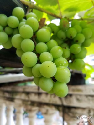 用美食模式試拍一下葡萄