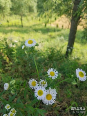 路邊的野花看看就好