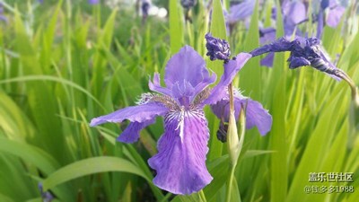 三星s5，拍攝作品。