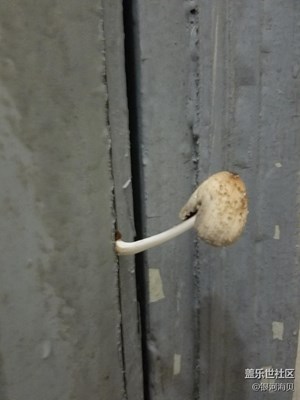 誰(shuí)能想到 宿舍門上居然潮得長(zhǎng)了蘑菇