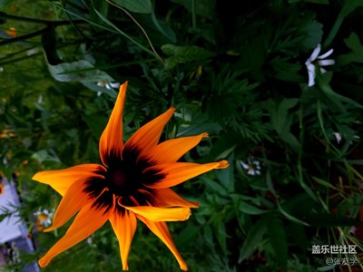 三星S7拍攝路邊美麗的野花！