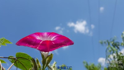 花??