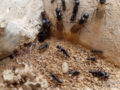 螞蟻特寫，密集恐懼癥犯了