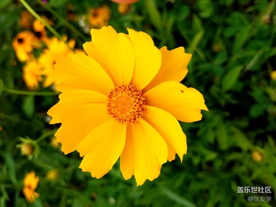 （三星S7拍攝）這些花很漂亮！