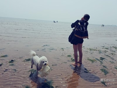 大海，女孩，狗狗……