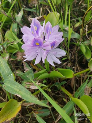 野花