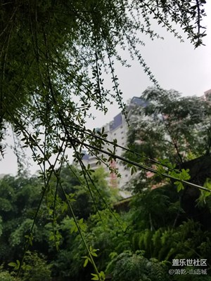 夏雨