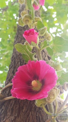 那些花兒