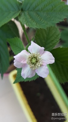 花兒