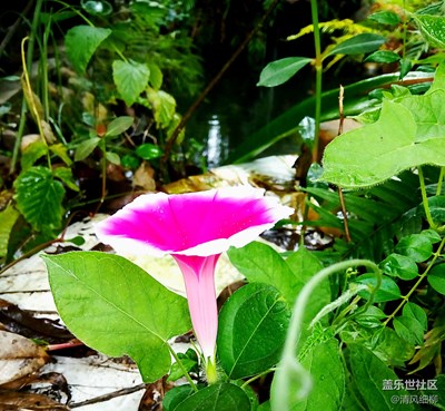 快樂吧，喇叭花