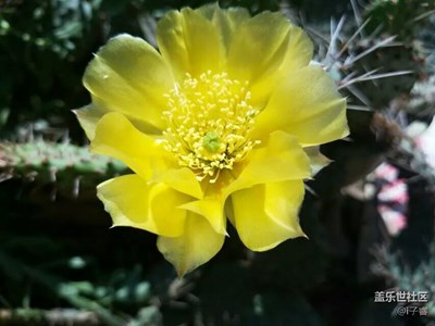 s7edge智拍仙人掌花