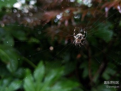 蜘蛛