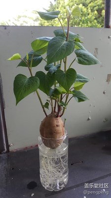 蕃薯苗