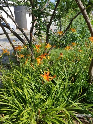 菜園一片生機(jī)盎然