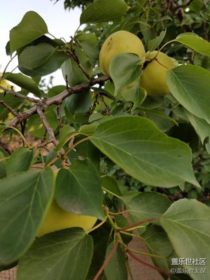 夏天的果實(shí)