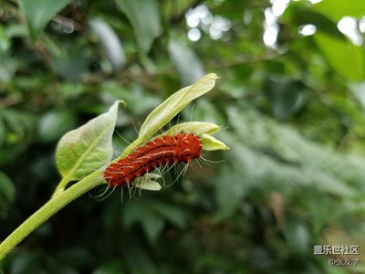 [攝影]馬鞍山森林公園