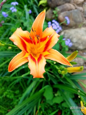 家鄉(xiāng)的荔枝和黃花菜