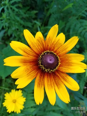 【攝影】漂亮的花朵！