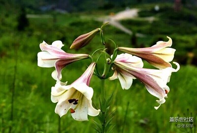 [攝影]六朵野百合花！