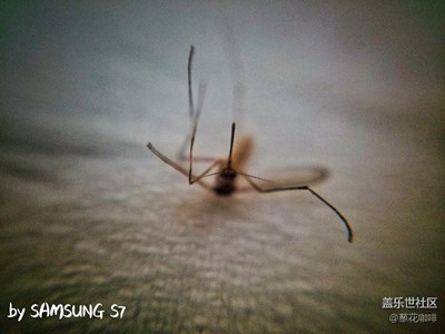 “碰瓷”的蚊紙