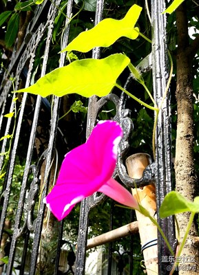 C5圖賞————吹吹打打