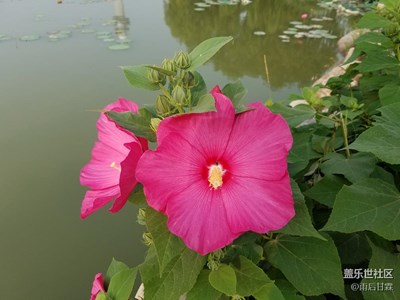 濮上尋花2
