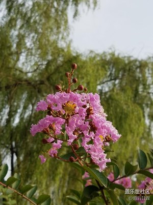 濮上園尋花1