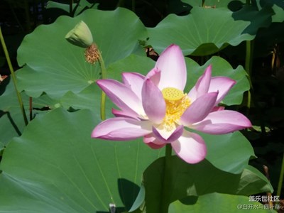 帶著C5游圓明園