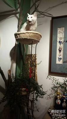 貓咪的微生活