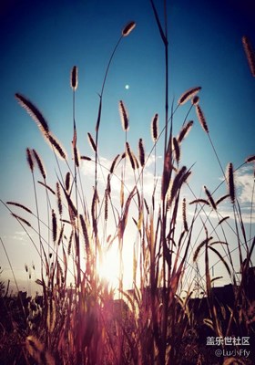 s7 edge 隨拍  藍天與狗尾草