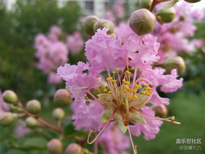 道邊的小花