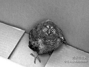 你問貓頭鷹看到了什么？