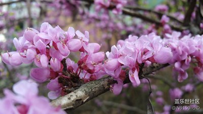 初春，草螞蚱，肥魚