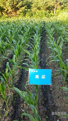 農(nóng)作物