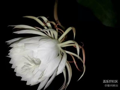 曇花一現(xiàn) 只為韋陀[慎入]