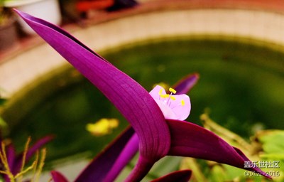 小景之生活點綴