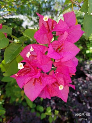 【攝影】三角梅