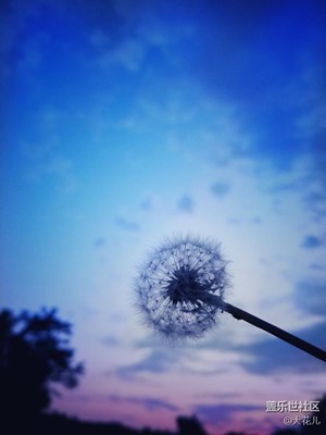 無法停留的愛～蒲公英