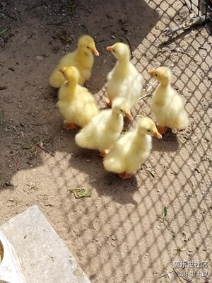 小鵝長(zhǎng)大了