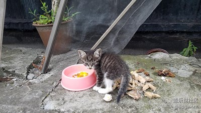 樓上來(lái)了只小喵星人