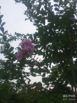 認植物——紫薇花