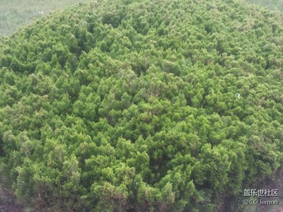 認植物——龍柏