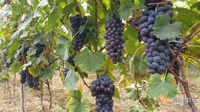 葡萄