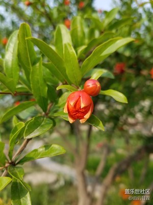 石榴開花結(jié)果時(shí)
